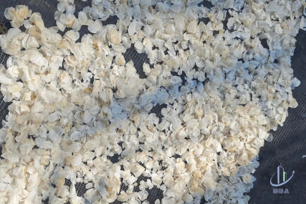 Tilapia fish scales processing from collection and cleaning to drying and export packaging for industrial raw materials
